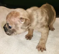 Honey, a female French Bulldog for sale in Howard Lake, MN – 4 of 6