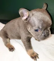 Bella, a female French Bulldog for sale in Howard Lake, MN – 6 of 6
