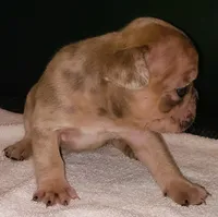 Cheetah , a male French Bulldog for sale in Howard Lake, MN – 1 of 6