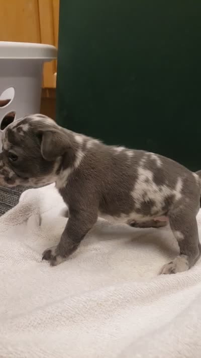 Violet, a female French Bulldog for sale in Howard Lake, MN – 3 of 6
