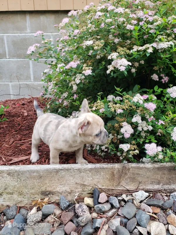 Honey – French Bulldog puppy for sale in Howard Lake, MN
