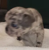 Coral, a female French Bulldog for sale in Howard Lake, MN – 2 of 6
