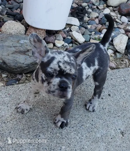 Violet – French Bulldog puppy for sale in Howard Lake, MN