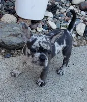 Violet, a female French Bulldog for sale in Howard Lake, MN – 2 of 10