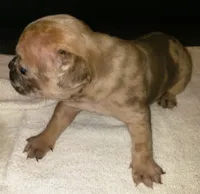 Honey, a female French Bulldog for sale in Howard Lake, MN – 3 of 6
