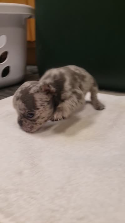 Ash, a male French Bulldog for sale in Howard Lake, MN – 4 of 6