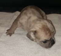 Honey, a female French Bulldog for sale in Howard Lake, MN – 2 of 6