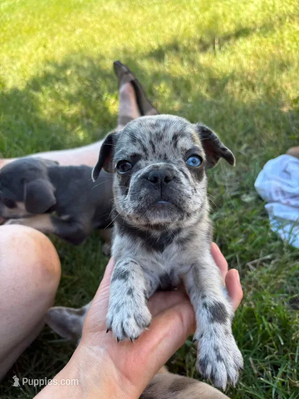 Coral – French Bulldog puppy for sale in Howard Lake, MN