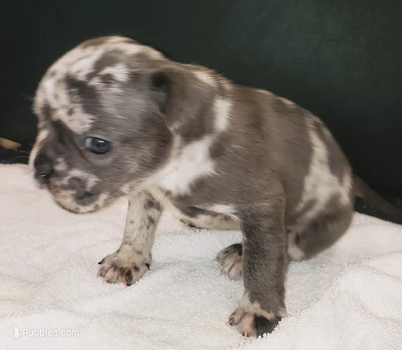 Violet – French Bulldog puppy for sale in Howard Lake, MN
