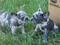 Coral, a female French Bulldog for sale in Howard Lake, MN – 4 of 9