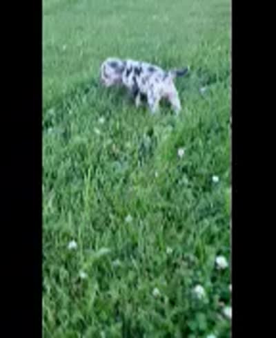 Bella, a female French Bulldog for sale in Howard Lake, MN – 7 of 7