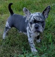 Violet, a female French Bulldog for sale in Howard Lake, MN – 6 of 10
