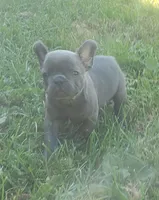 Slate, a male French Bulldog for sale in Howard Lake, MN – 4 of 9