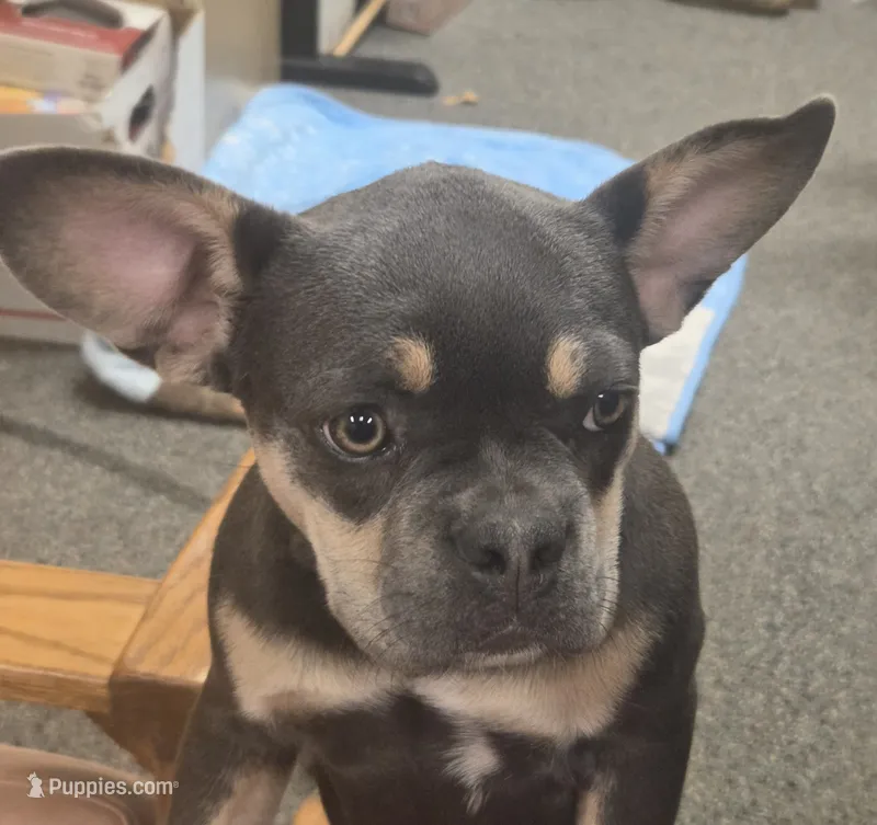 Tinker Bell – French Bulldog puppy for sale in Howard Lake, MN