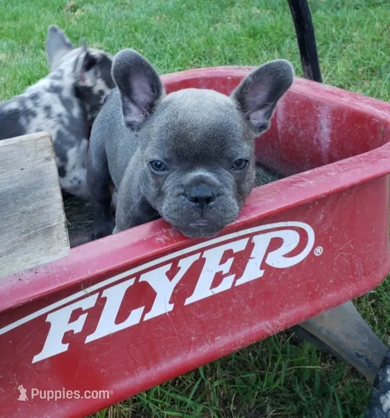 Slate – French Bulldog puppy for sale in Howard Lake, MN
