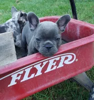 Slate, a male French Bulldog for sale in Howard Lake, MN – 1 of 9