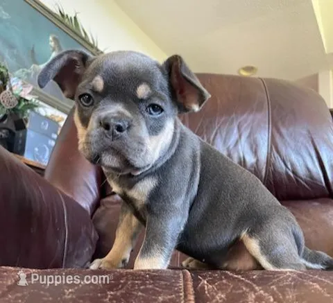 Tinker Bell – French Bulldog puppy for sale in Howard Lake, MN