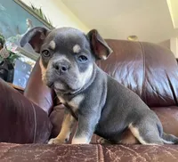 Tinker Bell, a female French Bulldog for sale in Howard Lake, MN – 1 of 9