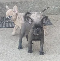 Cali, a female French Bulldog for sale in Howard Lake, MN – 3 of 6