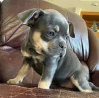 Tinker Bell, a female French Bulldog for sale in Howard Lake, MN – 9 of 9