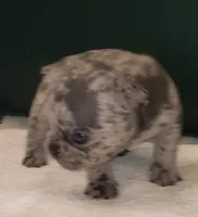 Ash, a male French Bulldog for sale in Howard Lake, MN – 5 of 6