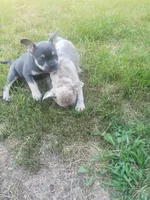 Tinker Bell, a female French Bulldog for sale in Howard Lake, MN – 5 of 9