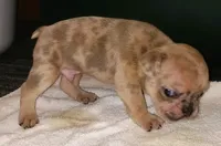 Cheetah , a male French Bulldog for sale in Howard Lake, MN – 2 of 6