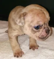 Cheetah , a male French Bulldog for sale in Howard Lake, MN – 5 of 6