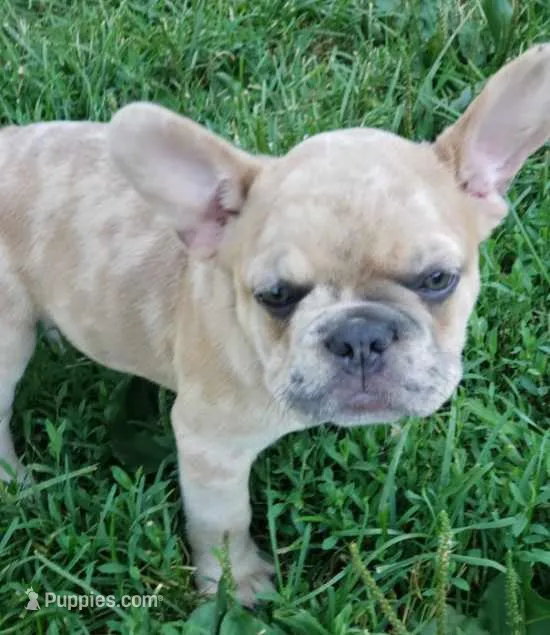 Sunny – French Bulldog puppy for sale in Howard Lake, MN