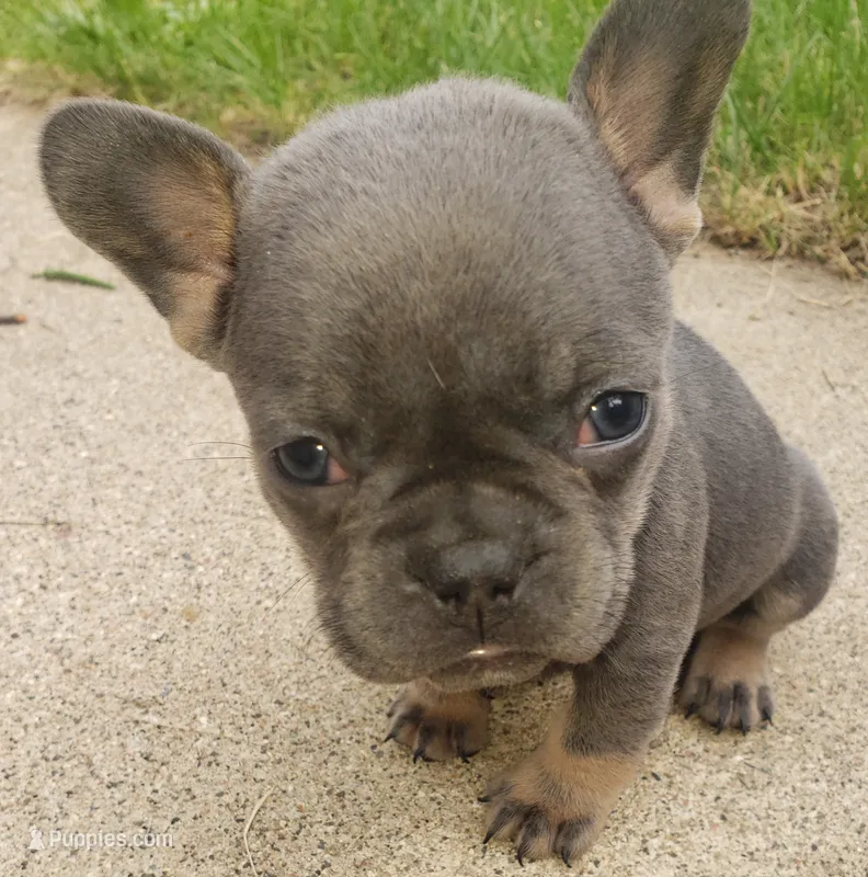 Bella – French Bulldog puppy for sale in Howard Lake, MN