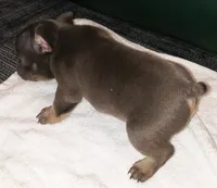 Bella, a female French Bulldog for sale in Howard Lake, MN – 5 of 6