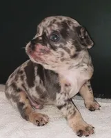 Flint, a male French Bulldog for sale in Howard Lake, MN – 1 of 5