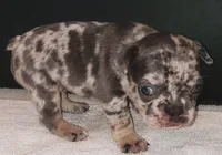 Flint, a male French Bulldog for sale in Howard Lake, MN – 2 of 5