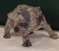 Ash, a male French Bulldog for sale in Howard Lake, MN – 2 of 6