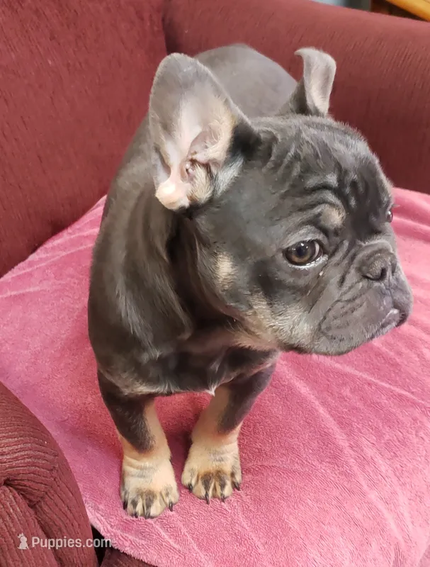 Precious – French Bulldog puppy for sale in Howard Lake, MN