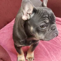 Precious, a female French Bulldog for sale in Howard Lake, MN – Photo 1 of 10