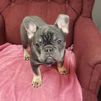 Precious, a female French Bulldog for sale in Howard Lake, MN – Photo 4 of 10