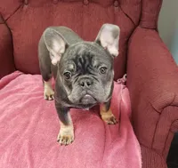 Precious, a female French Bulldog for sale in Howard Lake, MN – Photo 5 of 10