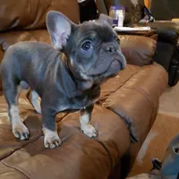 Precious, a female French Bulldog for sale in Howard Lake, MN – Photo 8 of 10