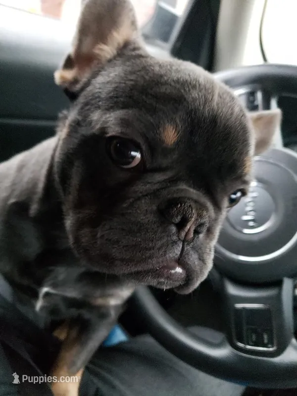 Precious – French Bulldog puppy for sale in Howard Lake, MN
