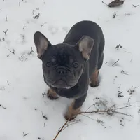 Precious, a female French Bulldog for sale in Howard Lake, MN – Photo 6 of 10