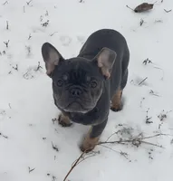 Precious, a female French Bulldog for sale in Howard Lake, MN – Photo 2 of 10