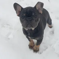 Precious, a female French Bulldog for sale in Howard Lake, MN – Photo 7 of 10