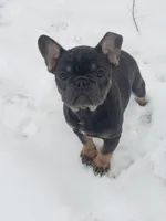 Precious, a female French Bulldog for sale in Howard Lake, MN – Photo 4 of 10