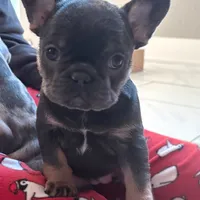 Precious, a female French Bulldog for sale in Howard Lake, MN – Photo 9 of 10