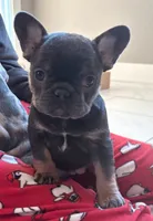 Precious, a female French Bulldog for sale in Howard Lake, MN – Photo 8 of 10