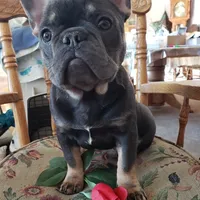 Precious, a female French Bulldog for sale in Howard Lake, MN – Photo 5 of 10