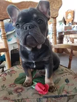 Precious, a female French Bulldog for sale in Howard Lake, MN – Photo 1 of 10