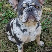 Precious, a female French Bulldog for sale in Howard Lake, MN – Photo 10 of 10