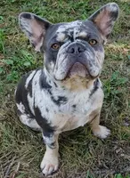 Precious, a female French Bulldog for sale in Howard Lake, MN – Photo 10 of 10